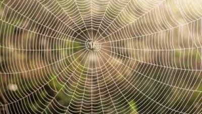 Cientistas criam seda de aranha artificial mais resistente e barata