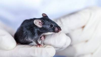 Cientistas curam obesidade e diabetes tipo 2 em testes com ratos