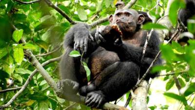 Cientistas descobrem chimpanzés que partem carapaças de tartarugas para as comer