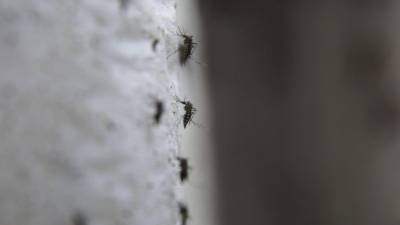 Cientistas desenvolvem nova técnica para detetar mosquitos com o vírus zika