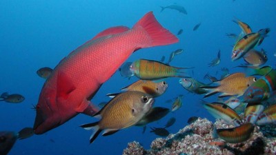 Cientistas investigam auto-regeneração dos olhos dos peixes para a aplicar a humanos