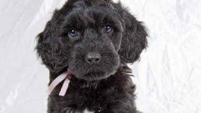 Cão de água português estreia-se em Angola no apoio a criança autista