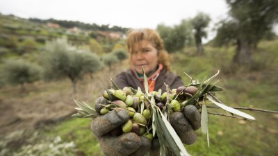 Consumo de azeite diminui para metade risco de fraturas por osteoporose
