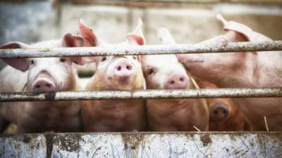 Coreia do Sul confirma mais dois casos de febre suína no país