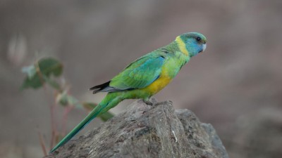 Crescimento das asas de ave australiana relacionado com alterações climáticas