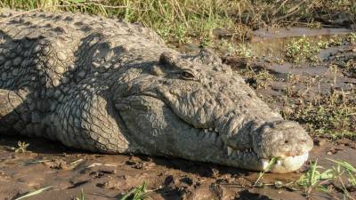 Crocodilo mata criança no rio Zambeze, no centro de Moçambique