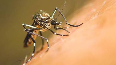 Dengue faz duas vítimas mortais em Angola