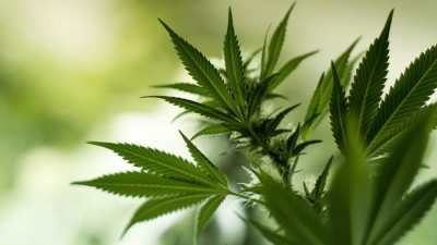 Denver torna-se primeira cidade EUA a permitir marijuana em bares e restaurantes
