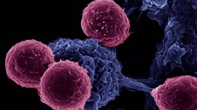 Descoberta em Macau a partir de orquídea pode ajudar no tratamento de cancro