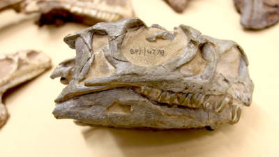 Descoberta nova espécie de dinossauro na África do Sul