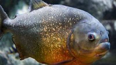Descoberta “piranha” de água salgada com 150 milhões de anos
