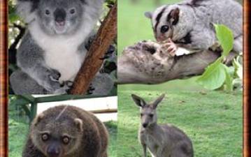 Descoberto antepassado dos mamíferos que revela origem dos marsupiais