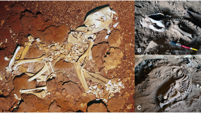 Descoberto fóssil quase completo de “leão marsupial” extinto