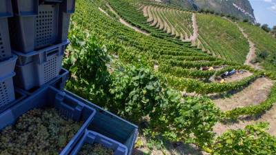 Douro inicia vindimas e estima aumento de produção de 30%