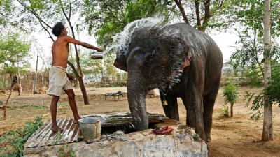 Elefante ataca e mata monge numa procissão budista do Sri Lanka