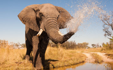 Elefantes africanos dormem apenas duas horas e nem todos os dias
