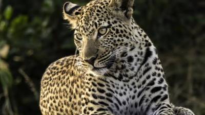Espécie de Leopardo volta a ser vista na Gorongosa, centro de Moçambique, dez anos depois