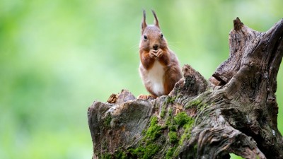 Esquilos em Portugal fora de perigo