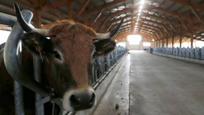 Estrume de elefantes e vacas pode servir para fazer papel
