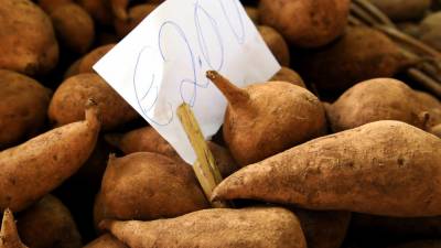 Estudo sobre Batata-doce lança dúvidas sobre contactos entre polinésia e continente americano