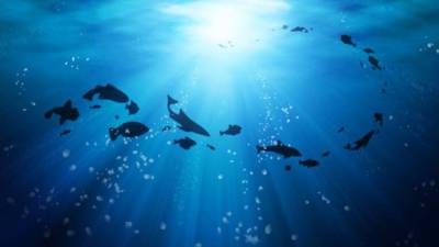 Eurodeputados defendem utilização sustentável dos oceanos