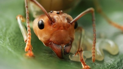 ‘Feromona princesa’ dita ascensão das rainhas das formigas
