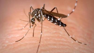 Filipinas declaram surto de dengue como epidemia nacional