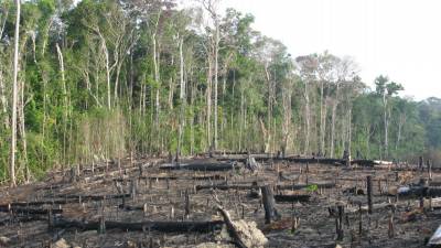 Floresta da Amazónia aproxima-se perigosamente de um ponto de “não retorno”