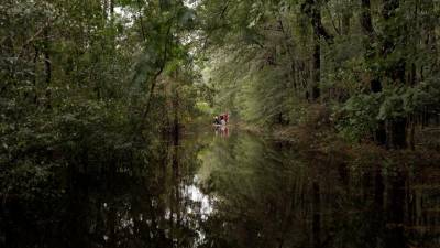 Floresta diversificada resiste melhor a fogos e secas
