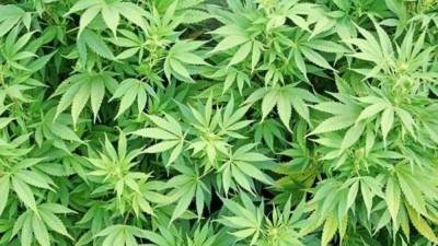 Florida aprova uso de marijuana em tratamentos médicos
