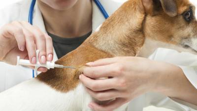 Freguesias perdem receita com nova lei de registo dos animais