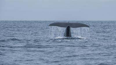 Fóssil de baleia extinta com seis milhões de anos encontrado nos Açores