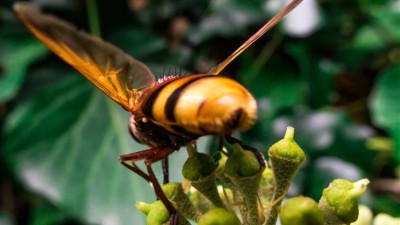 Galiza regista primeira morte na sequência ataque de vespa asiática