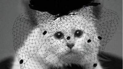 Gata de Karl Lagerfeld lança colecção