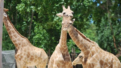 Girafas estão a desaparecer