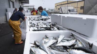 Governo aumenta quota de pesca da sardinha em 1.800 toneladas