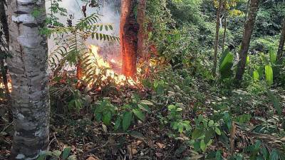 Governo brasileiro regista diminuição de focos de incêndio na Amazónia