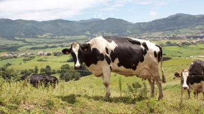 Governo dos Açores pretende certificação oficial do leite de pastagem