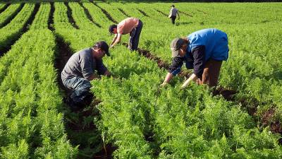 Governo vai criar linha de crédito para agricultores do Estatuto de Agricultura Familiar