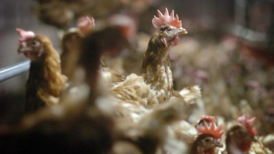 Gripe das aves leva ao abate de mais de 33 milhões de animais na Coreia do Sul