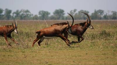 Guerras dizimam fauna em África, mas Gorongosa, Moçambique, surpreende positivamente