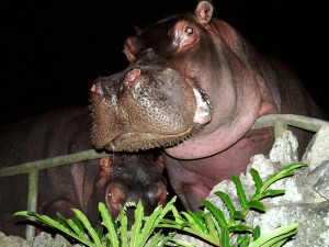 Hipopótamo e jacaré entre animais de antigo zoo que circulam entre pessoas