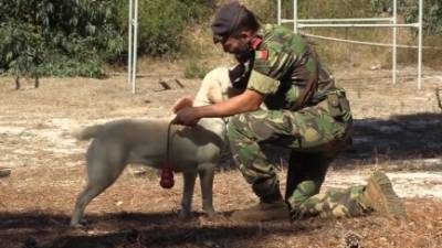 Hoje assinala-se o Dia Mundial do Cão