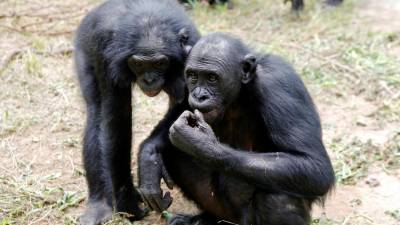 Homem coloca 1.700 espécies de animais em risco acrescido de extinção até 2070