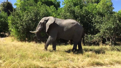 Homem morto em ataque de elefante na província angolana do Uíge