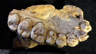 Homo Sapiens pode ter deixado África há 200 mil anos, indica nova descoberta