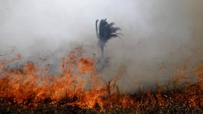 Incêndios na Amazónia: Argentina envia 200 bombeiros para ajudar no combate