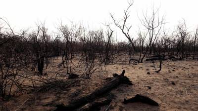 Incêndios na Amazónia destruíram 950 mil hectares na Bolívia