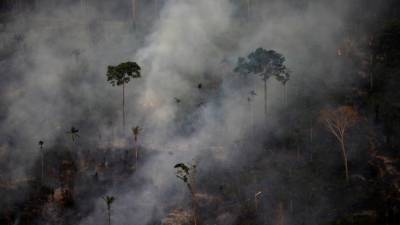 Investidores internacionais pedem acções contra desflorestação e queimadas na Amazónia