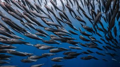 Investigadores dizem que ‘stock’ de sardinha está a aumentar nas águas ibéricas